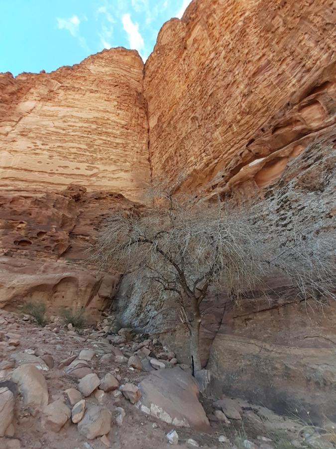 Wadi Rum Moon Light Camp Bagian luar foto